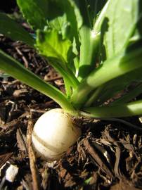 Fotografia da espécie Raphanus raphanistrum subesp. sativus