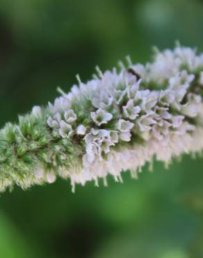 Fotografia 13 da espécie Mentha longifolia no Jardim Botânico UTAD