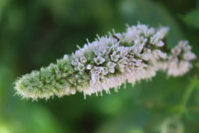 Fotografia da espécie Mentha longifolia