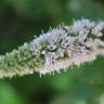 Fotografia 13 da espécie Mentha longifolia do Jardim Botânico UTAD