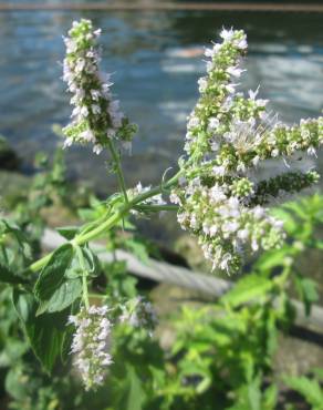 Fotografia 14 da espécie Mentha longifolia no Jardim Botânico UTAD