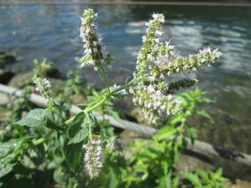 Fotografia da espécie Mentha longifolia