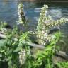 Fotografia 14 da espécie Mentha longifolia do Jardim Botânico UTAD