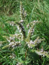 Fotografia da espécie Mentha longifolia