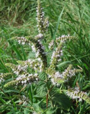 Fotografia 15 da espécie Mentha longifolia no Jardim Botânico UTAD