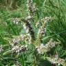 Fotografia 15 da espécie Mentha longifolia do Jardim Botânico UTAD