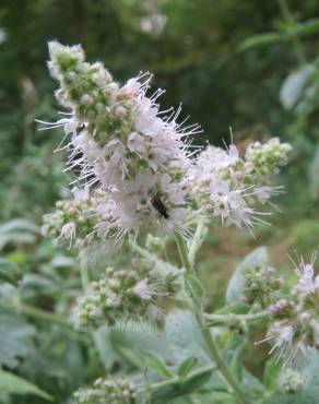 Fotografia 16 da espécie Mentha longifolia no Jardim Botânico UTAD