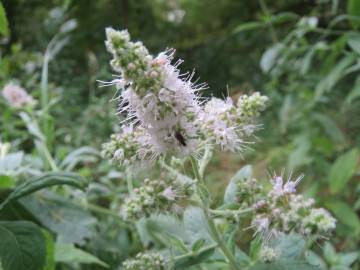 Fotografia da espécie Mentha longifolia