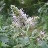 Fotografia 16 da espécie Mentha longifolia do Jardim Botânico UTAD