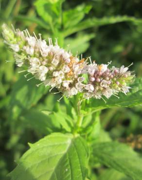 Fotografia 17 da espécie Mentha longifolia no Jardim Botânico UTAD