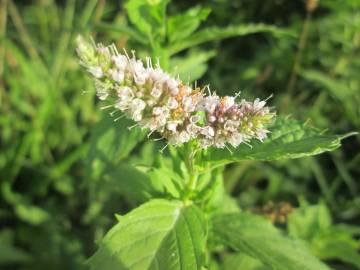 Fotografia da espécie Mentha longifolia