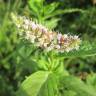 Fotografia 17 da espécie Mentha longifolia do Jardim Botânico UTAD