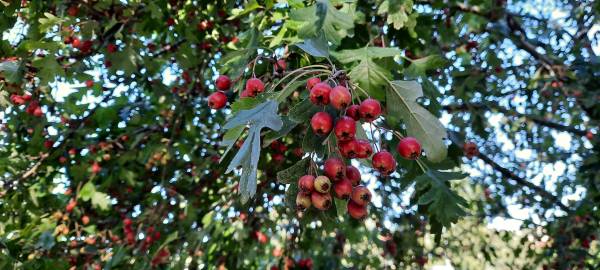 Fotografia da espécie Crataegus monogyna