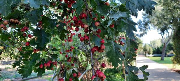 Fotografia da espécie Crataegus monogyna