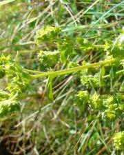 Fotografia da espécie Alchemilla saxatilis