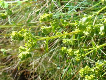 Fotografia da espécie Alchemilla saxatilis