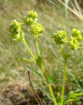 Fotografia 3 da espécie Alchemilla saxatilis no Jardim Botânico UTAD