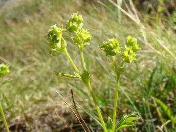 Fotografia da espécie Alchemilla saxatilis