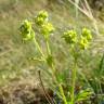 Fotografia 3 da espécie Alchemilla saxatilis do Jardim Botânico UTAD