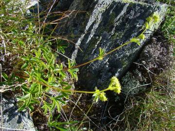 Fotografia da espécie Alchemilla saxatilis