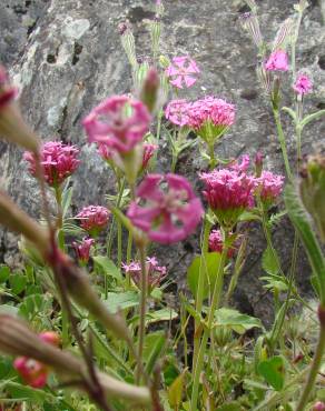 Fotografia 4 da espécie Valeriana cornucopiae no Jardim Botânico UTAD