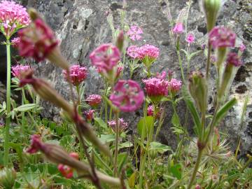 Fotografia da espécie Valeriana cornucopiae