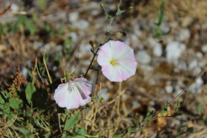 Fotografia da espécie Convolvulus arvensis var. arvensis