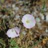 Fotografia 12 da espécie Convolvulus arvensis var. arvensis do Jardim Botânico UTAD