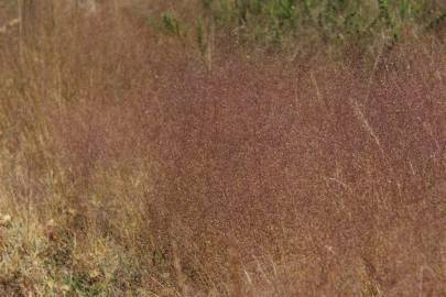 Fotografia da espécie Agrostis truncatula subesp. commista