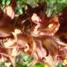 Fotografia 11 da espécie Orobanche gracilis do Jardim Botânico UTAD