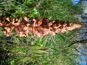 Fotografia da espécie Orobanche gracilis