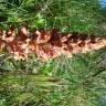 Fotografia 12 da espécie Orobanche gracilis do Jardim Botânico UTAD