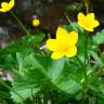 Fotografia 15 da espécie Caltha palustris do Jardim Botânico UTAD