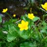 Fotografia 16 da espécie Caltha palustris do Jardim Botânico UTAD