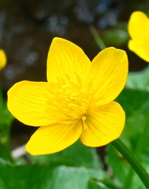 Fotografia 17 da espécie Caltha palustris no Jardim Botânico UTAD