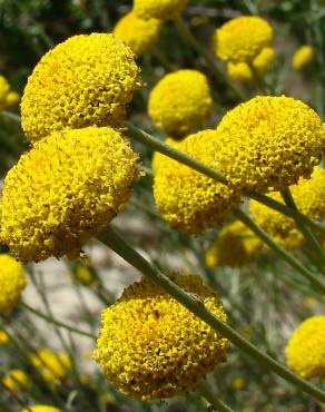 Fotografia 16 da espécie Santolina rosmarinifolia no Jardim Botânico UTAD