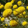 Fotografia 16 da espécie Santolina rosmarinifolia do Jardim Botânico UTAD