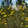 Fotografia 17 da espécie Santolina rosmarinifolia do Jardim Botânico UTAD