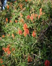 Fotografia da espécie Aloe ciliaris