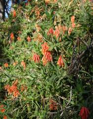 Aloe ciliaris