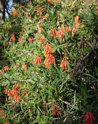 Fotografia de capa Aloe ciliaris - do Jardim Botânico