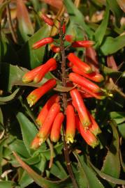 Fotografia da espécie Aloe ciliaris