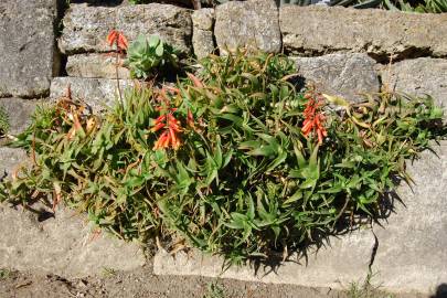 Fotografia da espécie Aloe ciliaris