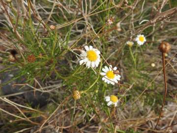 Fotografia da espécie Argyranthemum frutescens