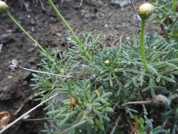 Fotografia da espécie Argyranthemum frutescens