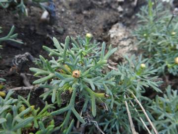 Fotografia da espécie Argyranthemum frutescens