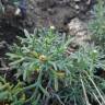 Fotografia 4 da espécie Argyranthemum frutescens do Jardim Botânico UTAD
