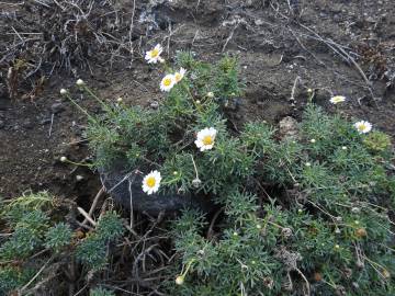 Fotografia da espécie Argyranthemum frutescens