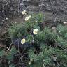 Fotografia 5 da espécie Argyranthemum frutescens do Jardim Botânico UTAD