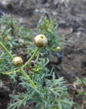 Fotografia 6 da espécie Argyranthemum frutescens no Jardim Botânico UTAD